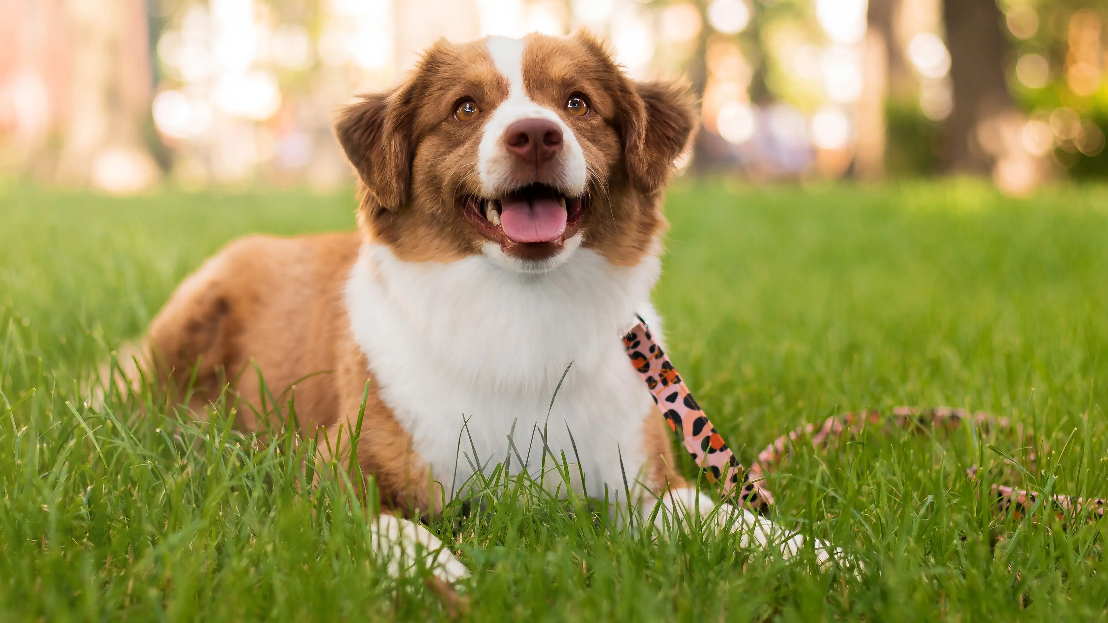 Perrito acostado en el pasto